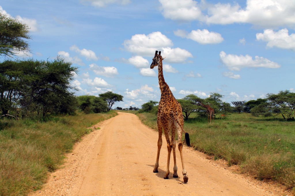 1girafed