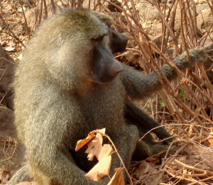 baboonmanaraA